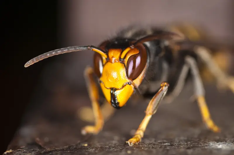 ZeroVelutina